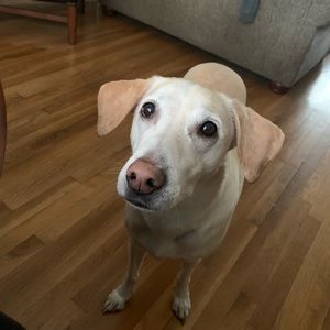 Meet your Posher, Wes